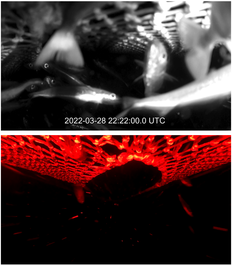 Figure 6.2 – Images from video taken at 22:22 during haul B05, just before the start of haul-back at 22:24.  Top: from position 5B look aft toward the fish-lock and cod-end, showing high densities of fish in the top of the FRS.  Bottom: from position 4F, looking forward below the escape opening, with three fish escaping.  Note – the escape rate at this time was approximately 42 fish/minute [22:22-22:23] and 39 fish/minute [22:24-22:25].  