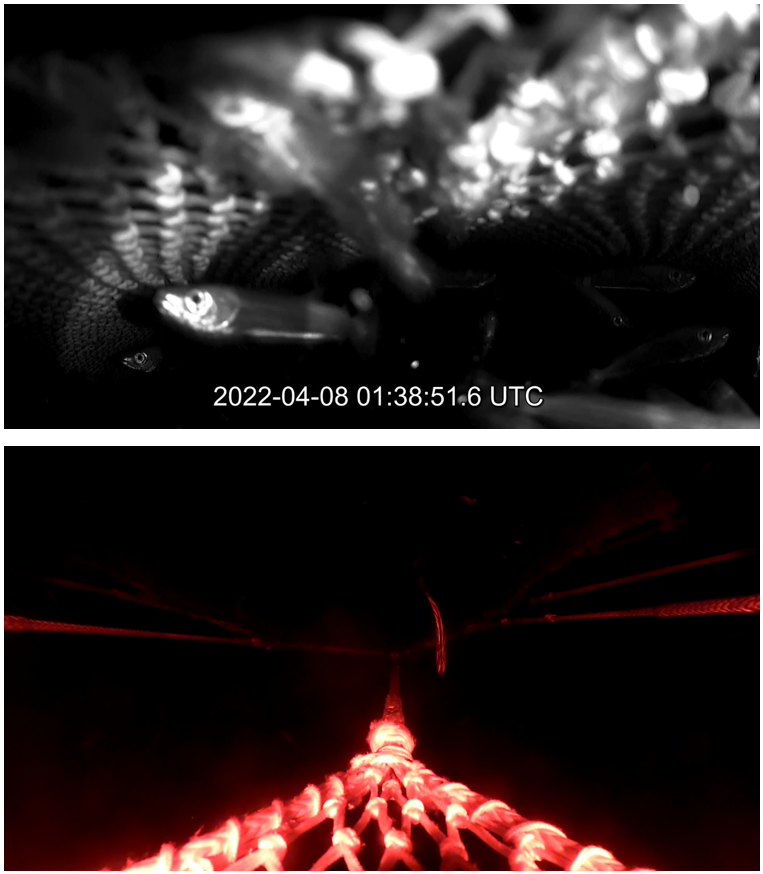 Figure 3.3 – Images from video taken during haul 11 at 01:38, just before the start of haul-back at 01:39.  Top: from position 5iB looking aft toward the fish-lock and cod-end, showing medium densities of fish in the top of the FRS.  Bottom: from position 4iB, looking aft over the escape opening. toward the fish-lock and cod-end, with three fish escaping.  Note – the escape rate was approximately 12 fish/minute [01:38-01:39].  