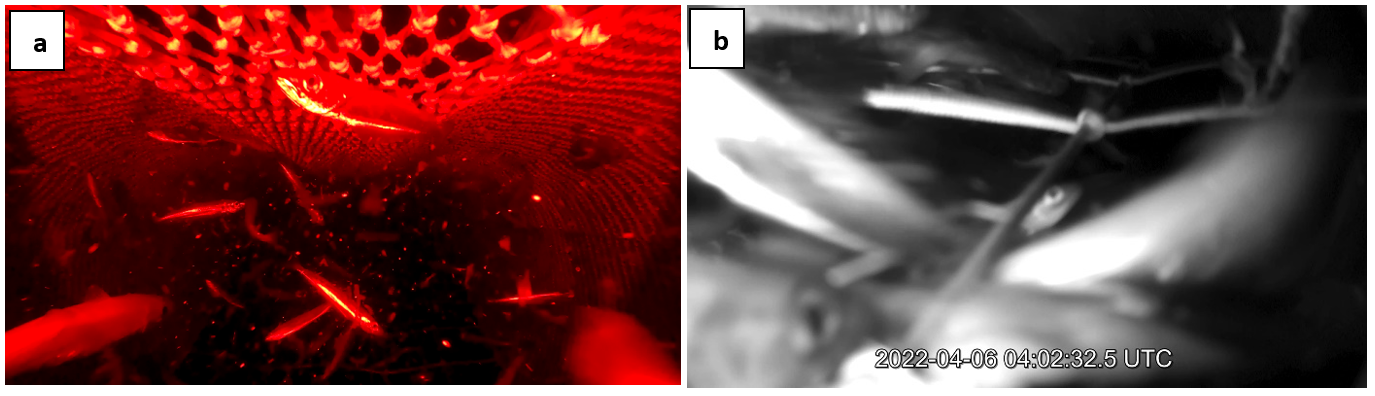 Figure 8.9 - images from video inside the BRS early in haul 07 [04:02:32]: a) a) position 7iF, hole in leading panel allowing fish through in upper BRS; b) position 6iF, in contrast at higher fish densities the deflection of fish down the leading panel causes a blockage.  DarkVision camera operating without its own light during this period.