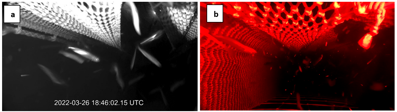 Figure 8.4 – images from video early in haul 01 [18:46:02]: a) position 6oF, below the BRS escape opening, shows a substantial number of blue whiting escaping; while b) position 9iB, inside the BRS aft of the leading panel, shows few blue whiting passing through panel.  For comparison, at this same time, escapes from the bottom opening in the FRS were only 7 fish per minute, but it was difficult to differentiate between fish exiting via the BRS and FRS, so this estimate could be less (position 2oF, not shown).