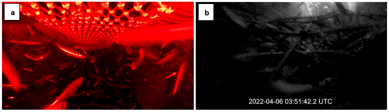 Figure 8.8 - images from video inside the BRS early in haul 07 [03:51:42]: a) position 7iF, hole in leading panel allowing fish through in upper BRS; b) position 6iF, in contrast at higher fish densities the deflection of fish down the leading panel causes a blockage.  DarkVision camera operating without its own light during this period.