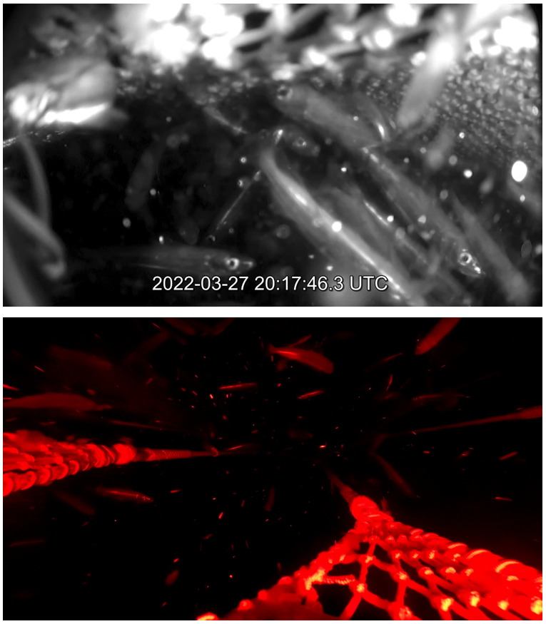 Figure 3.5 – Images from video taken during haul 03 at 20:17, 16 minutes before the start of haul-back at 20:33.  Top: from position 5iB looking aft toward the fish-lock and cod-end, showing high densities of fish in the top of the FRS.  Bottom: from position 2iF, looking forward over the escape opening, with medium densities of fish passing over the escaping open.  Note – the escape rate was approximately 65 fish/minute [20:17 - 20:18].  