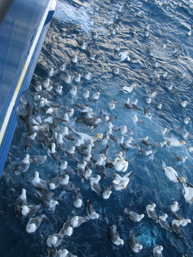 Picture birds close to fishing vessel