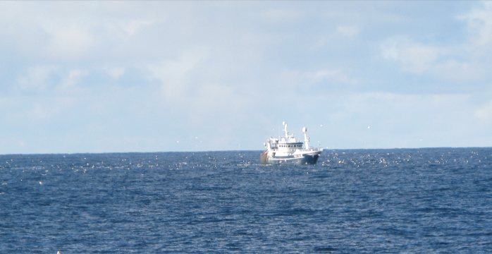 Picture boat with birds around