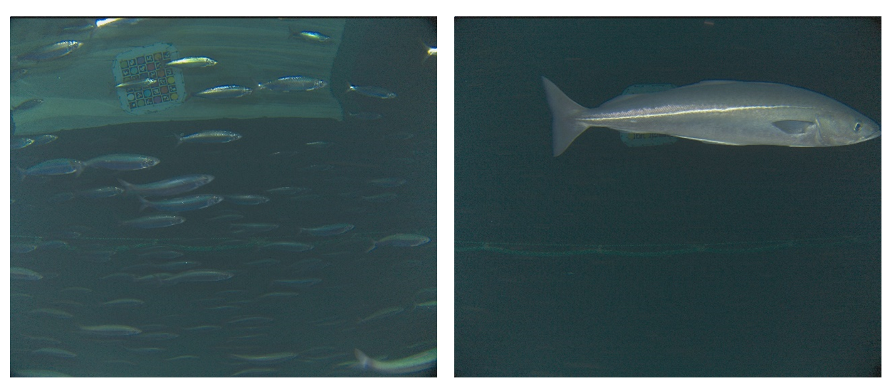Figure 13. Herring (to the right) and a saithe (to the left) observed with the commercial fisheries version of the Deep Vision camera system. 9 x 8-inch floats (22.5 kg buoyancy) were attached to the lace directly above the fisheries Deep Vision system.