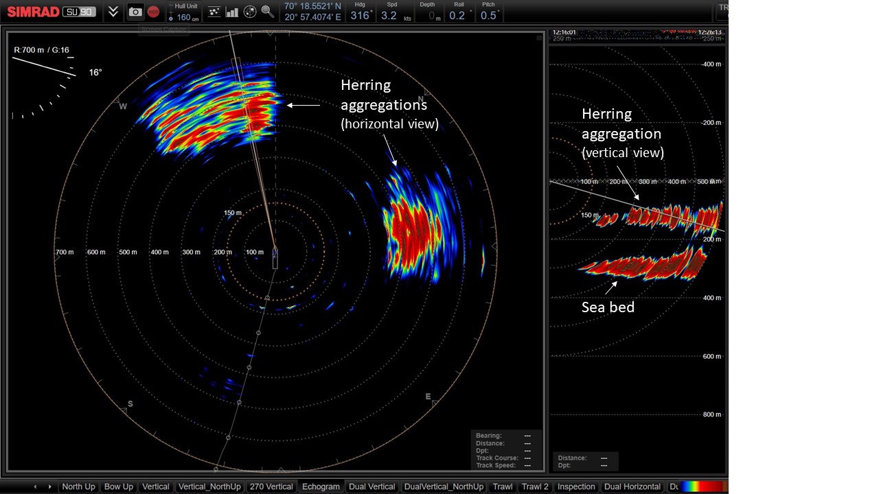 Figure 9. Herring schools monitored ahead of the vessel in the horizontal and vertical beams of the fisheries multibeam sonar (Simrad SU90).