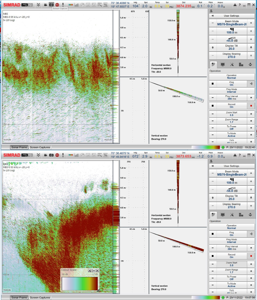 Figure 28. MS70 single, narrow beam pointing to the port side at 20 tilt down. Herring layer/school is being investigated at 50-100 m range. Individual fish can be resolved at the outskirts of the school.