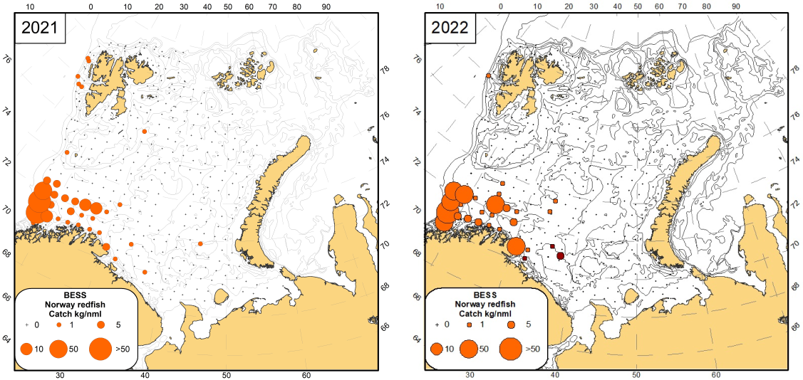 Figure 9.2.2. Distribution of Norway redfish (Sebastes viviparus), August -September 2021 (orange circles) and August-October 2022 (Norwegian vessels, orange circles), October-December 2022 (Russian vessel, red circles) 