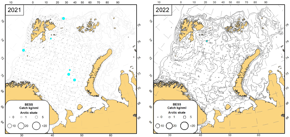Figure 9.2.4. Distribution of Arctic skate (Amblyraja hyperborea), August -September 2021 (light-blue circles) and August-October 2022 (Norwegian vessel) 