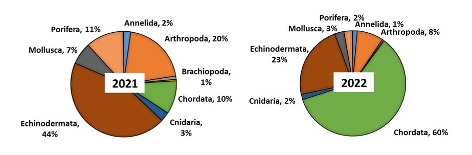 Megabenthos distriution og abundance, 2021, 2022