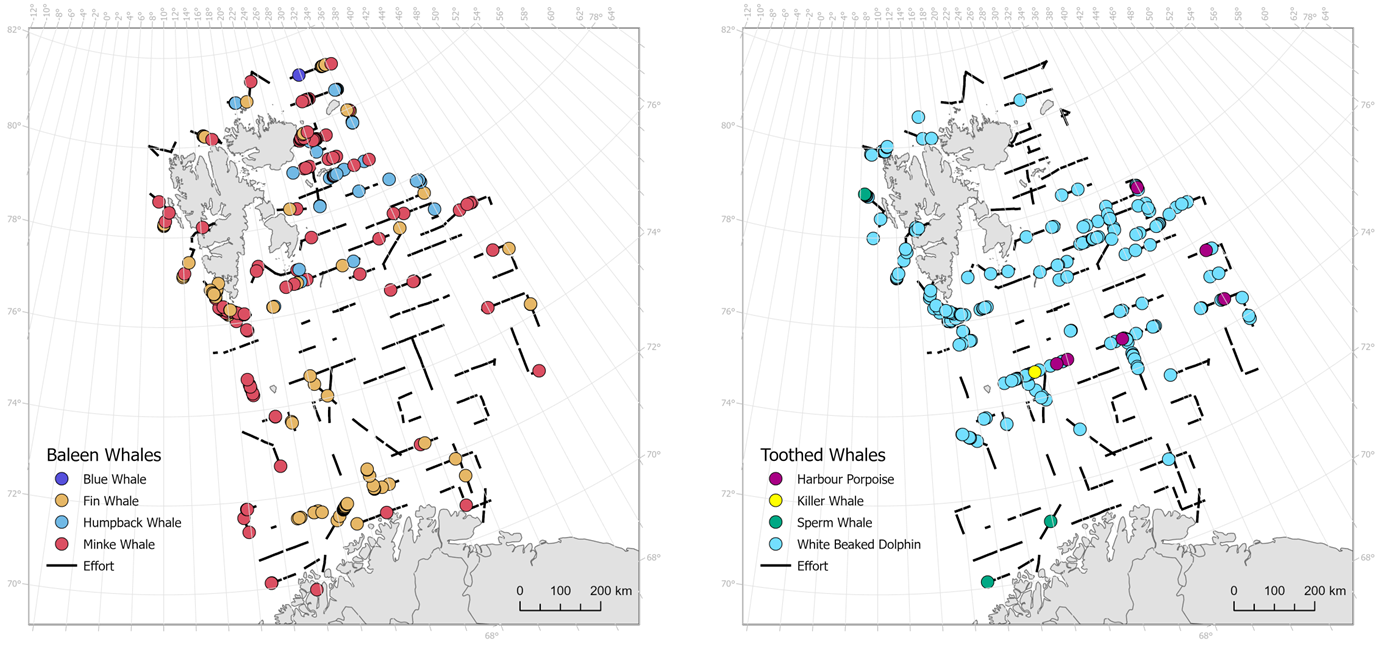 Ch 12.1.1 Whales in Norwegian region 2022