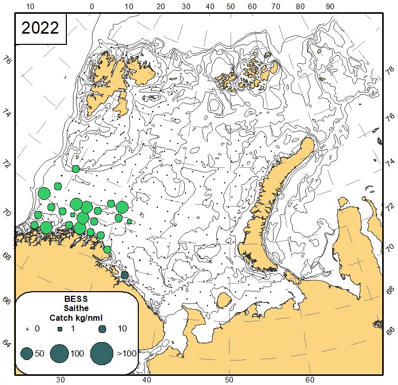 Fig 8.3 Distribution of saithe