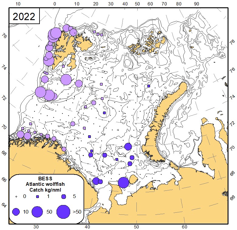 Fig 8.9 Distribution of Atlantic wolffish