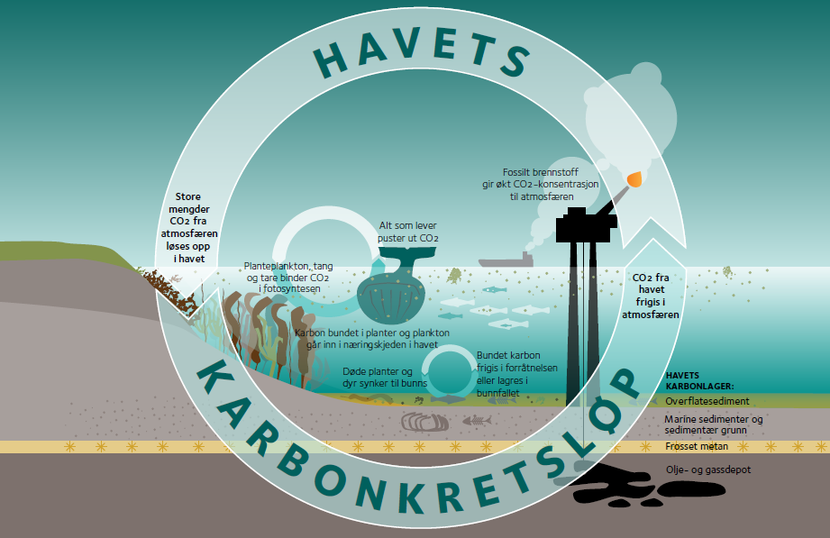 Figur 3.3.1 Karbonkretsløpet i havet (fra Miljødirektoratet (2019), grafikk: Tibe T).