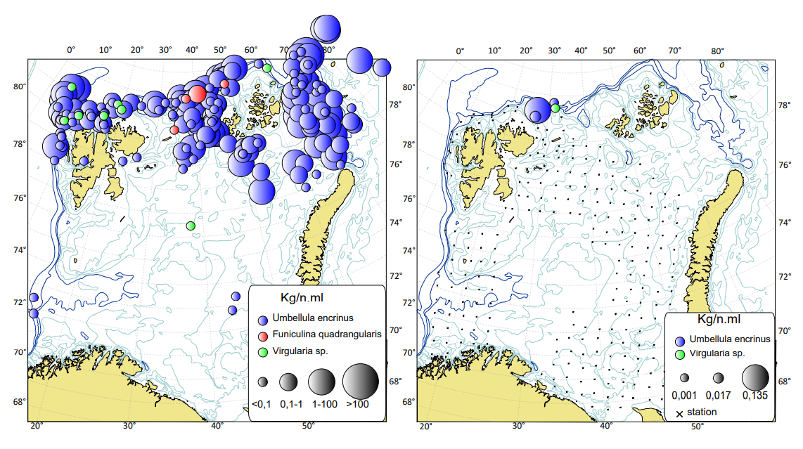 Figur 4.1.4.6 Biomasse-fordeling (kg/n.ml) av sjøfjær i Barentshavet i henhold til Økosystemtoktet 2005–2020 (venstre) og i 2021 (høyre) De svarte punktere angir stasjonsdekning. Stasjoner i nord-russisk sone og det sentrale Barentshavet manglet i 2021. Kilde: ICES (2022d).