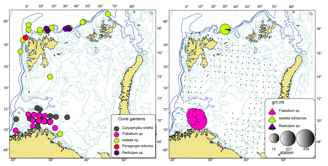 Figur 4.1.4.5 Koppkoraller og hornkoraller i Barentshavet ifølge observasjoner fra Økosystemtoktet 2005-2020 (til venstre) og i 2021 (til høyre). De sorte punktere angir stasjonsdekning. Nord-russisk sone og sentrale Barentshavet mangler i 2021. Kilde: ICES (2022d).