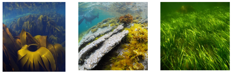 Figur 3.3.3 Stortare (Laminaria hyperborea, venstre) danner tette skoger på fjellbunn i bølgeeksponerte områder (foto: Havforskningsinstituttet). Tang (diverse arter, midten) vokser i tidevannssonen og tåler både bølgeeksponering og tørrlegging (foto: NIVA). Ålegras (Zostera marina, høyre) er blant få blomsterplanter som lever i havet, der de kan danne store undervannsenger (foto: NIVA).