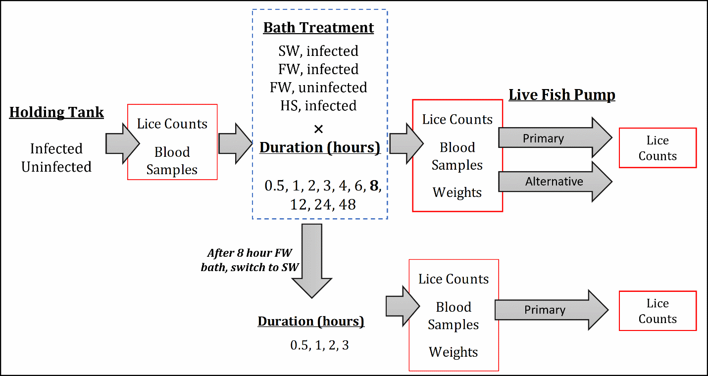 A flow diagram showing the experimental steps.
Holding Tank: Infected, Uninfected -> Lice Counts, Blood Samples -> (Bath Treatment: SW, infected; FW, infected; FW, uninfected; HS, infected) x (Duration (hours): 0.5, 1, 2, 3, 4, 6, 8, 12, 24, 24, 48 -> [Arrows in two directions A & B] A) -> Lice Counts, Blood Samples, Weights -> Live Fish Pump: Primary, Alternative -> Lice Counts B) -> After 8 hour FW bath, switch to SW -> Duration (hours): 0.5, 1, 2, 3 -> Lice Counts, Blood Samples, Weights -> Live Fish Pump: Primary -> Lice Counts
