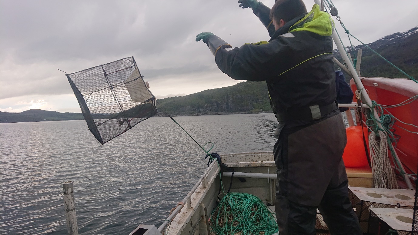 Bildet viser en fisker som setter reketeiner i sjøen: en teine hives overbord.