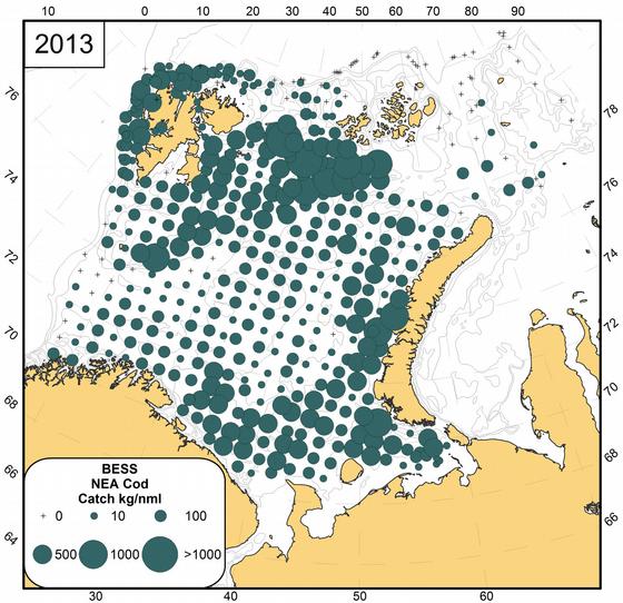 Figure A.26.4. Geographical distribution of cod from the Barents Sea Ecosystem Survey in 2013