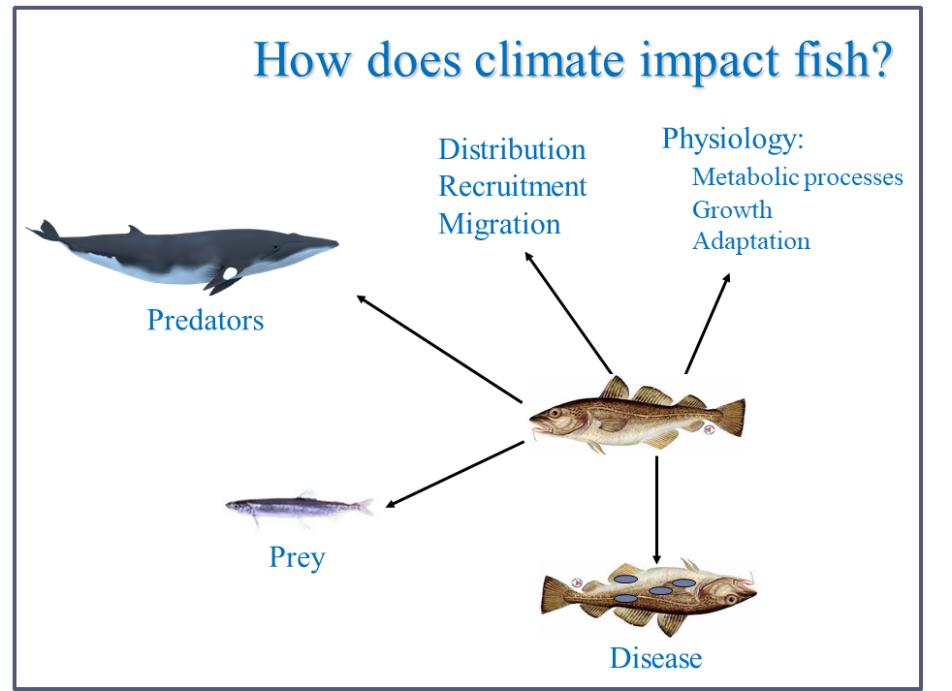 This is a schematic drawing with cod as the key element. Arrows go to predators (a minke whale), prey (a capelin), disease, Distribution, Recruitment, Migration, and physiological processes.