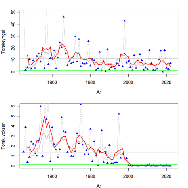 Figur som viser at mengden voksentorsk i strandnota har vært på et veldig lavt nivå siden 2000.