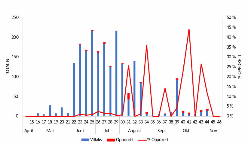 Figur 7 Oppvandra mengde vill og rømt fisk og prosent oppdrettsfisk registrert (raud linje) på fella pr. veke i 2022. Numbers of wild and farmed fish trapped in Etne, and the percent of farmed salmon (red line), per week in 2022.