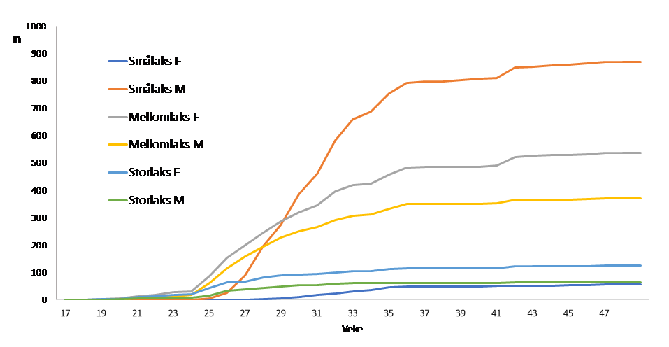 Figur 4 Kumulativ oppvandring av villaks i 2022 fordelt på kjønn og storleiksgrupper (F=Hofisk, M=Hannfisk). Cumulative upstream migration of wild salmon by sex and size-group (F=female, M=Male).