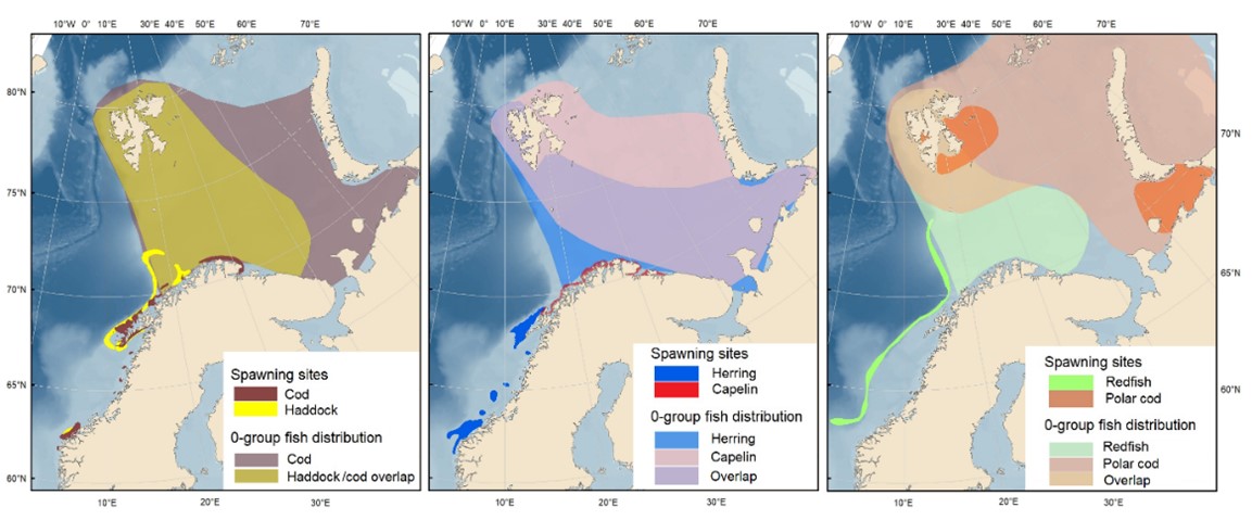 Fig. 9.5.5. Spawning area and distribution of 0-group of six species - cod and haddock (left panel), herring and capelin (mid panel), and polar cod and beaked redfish (right panel).