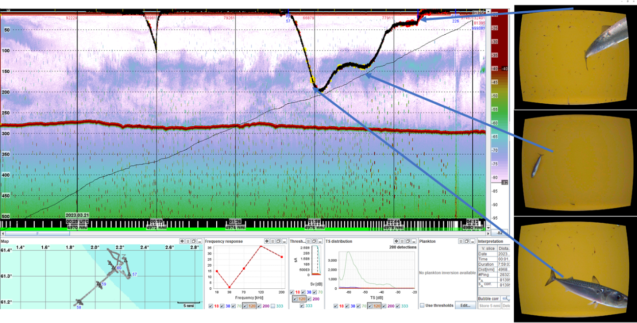 Figure showing the DeepVision results being displayed in LSSS. This from a transect inside the windfarm. Where we “caught" herring and mackerel - displayed in the DeepVision camera.