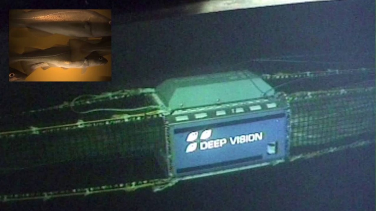 Picture shows a underwater photo of DeepVision mounted in a trawl. A picture  frame from DeepVisionIn camera setup is inserted in  the left corner, to show what type of photo data one get from DeepVision. 