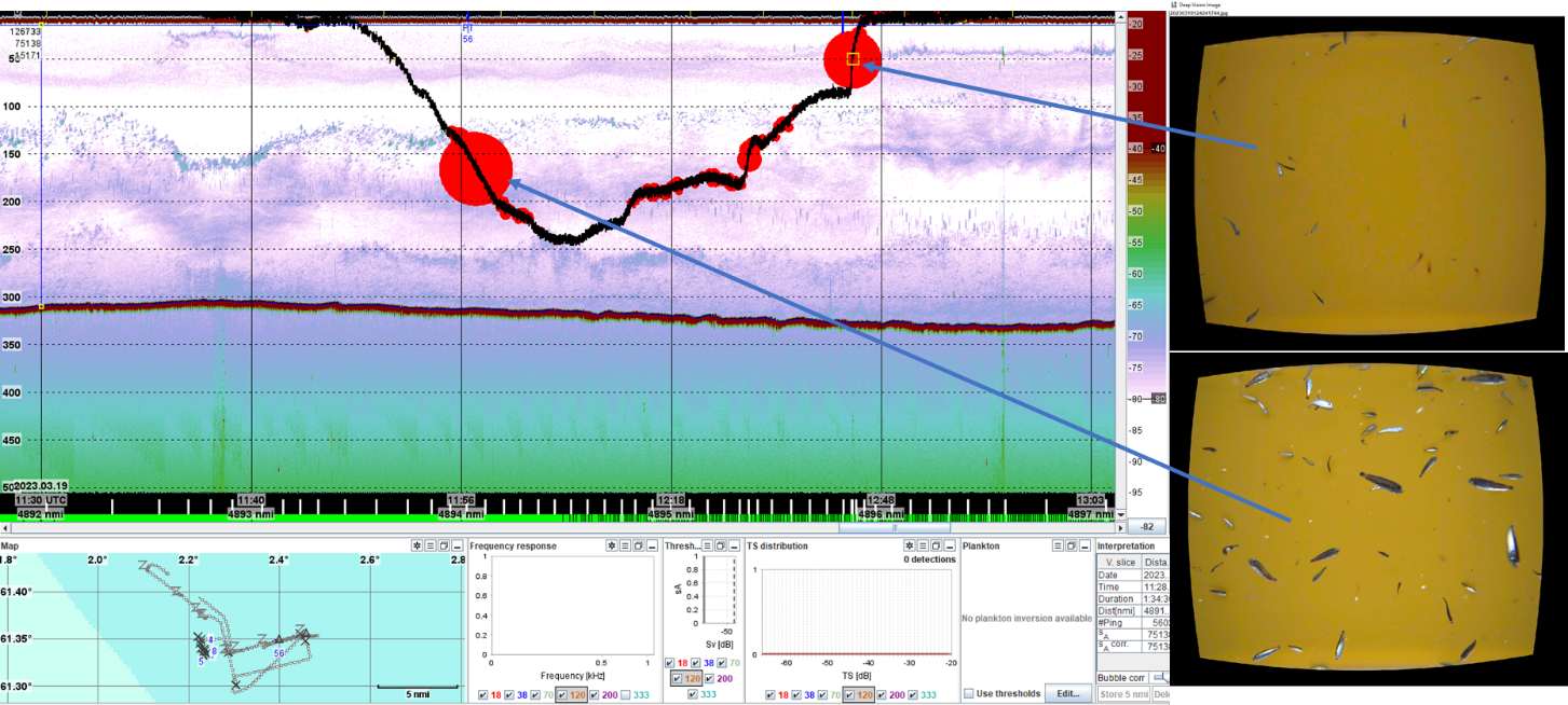 Figure shows the DeepVision results displayed in LSSS, from the transect around the windfarm (flower transect). The DeepVision camera shows mesopelagic fish pearl sider, Maurolicus muelleri, in the upper 200m during day and evening.