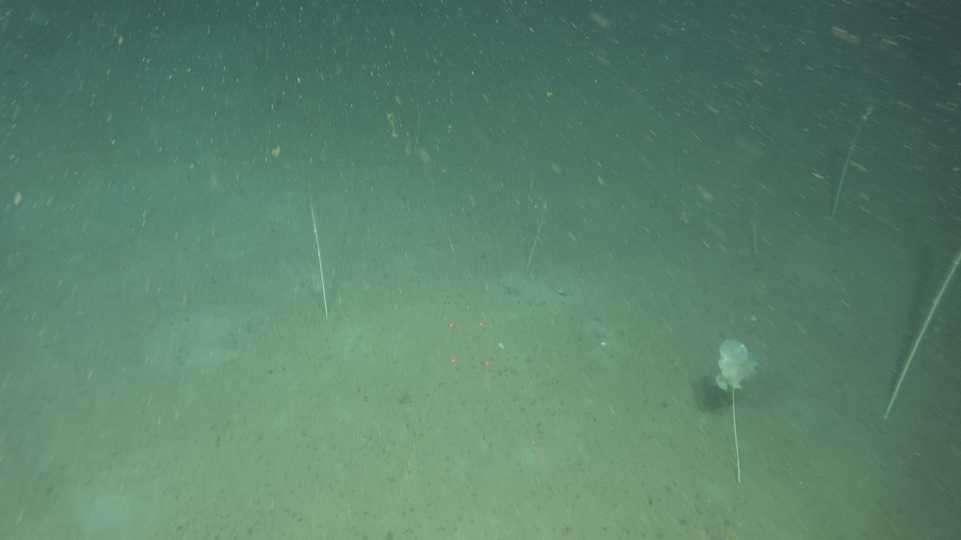 Photo of the seabed showing 5 or six sea pens stading out of a sediment floor, one has an anemone on top of it
