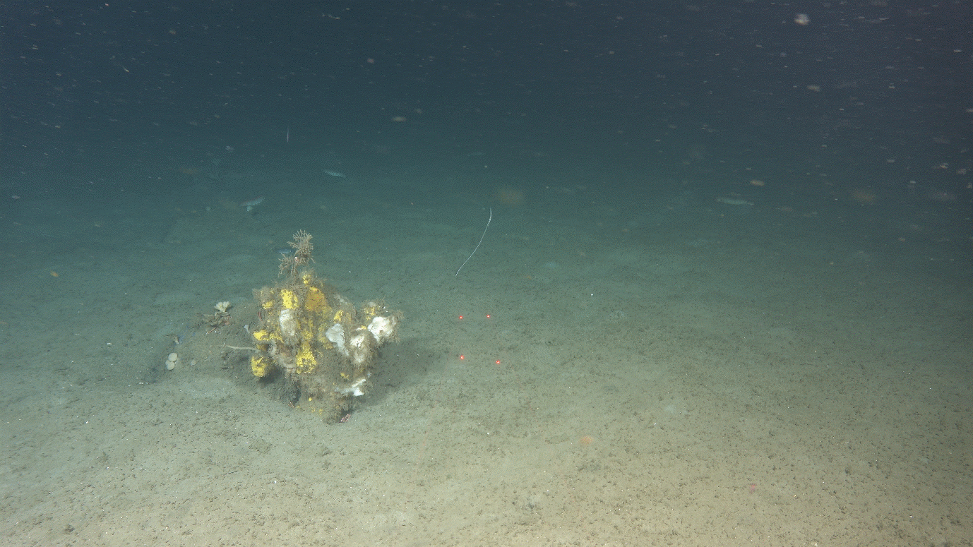 A photograph of a muddy seafloor with a dirty looking white and yellow irregular shaped sponge in the foregound while a whispy white sea pen and the hint of some sea cucumbers can be seen in the background
