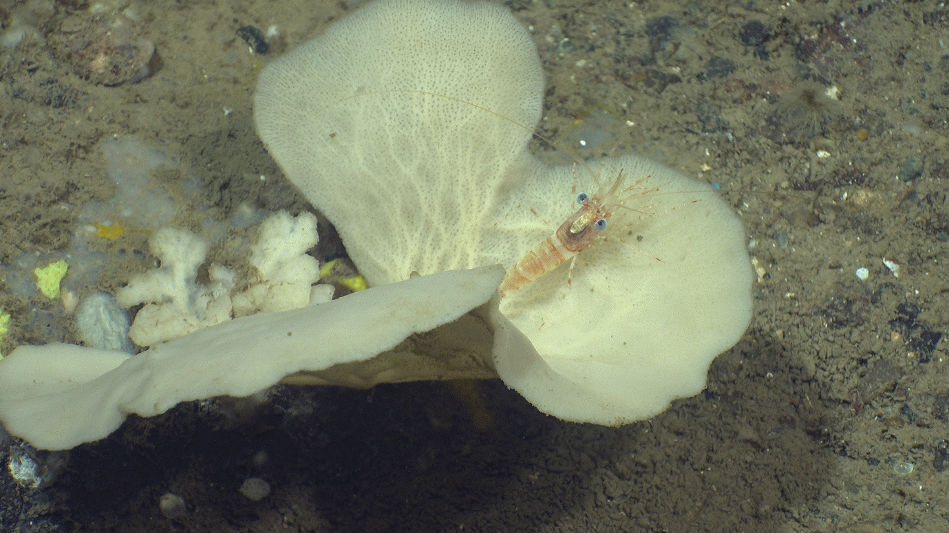 A close up photo of a cream coloured lamellate sponge lying like a taco with a red shrimp with blue eyes sitting in the middle of it