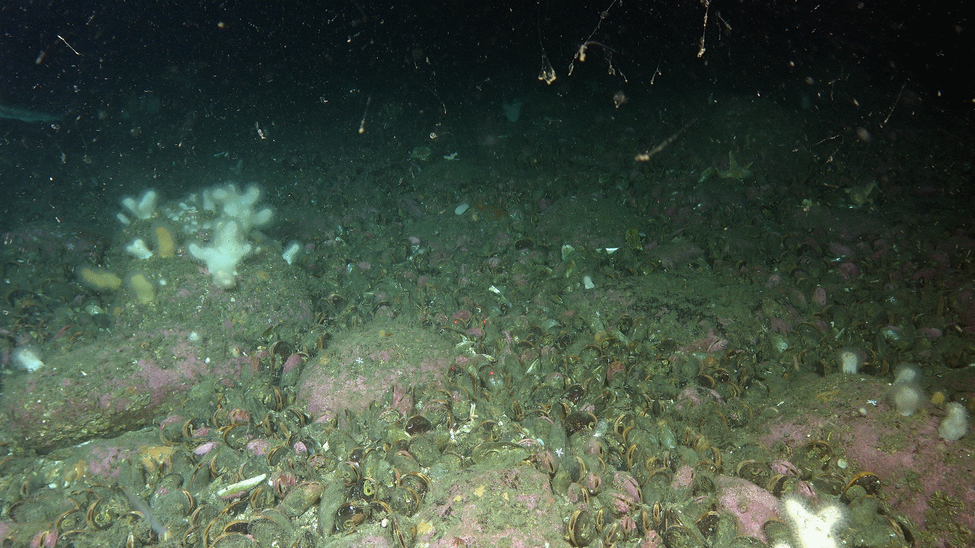 An overview photo showing boulders with purble lithothamnion patches, white and yellow dead mans fingers, and betwen all boulders are hundreds of modolus mussels sitting with their siphons