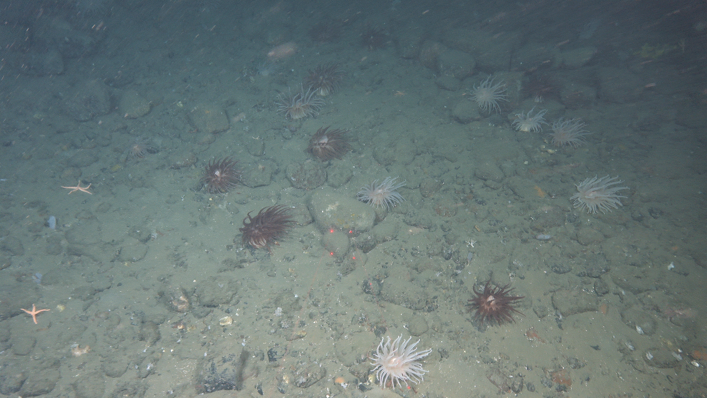A photo of a rocky seafloor with multiple large anemones (some pink some dark red) and a couple of sea stars