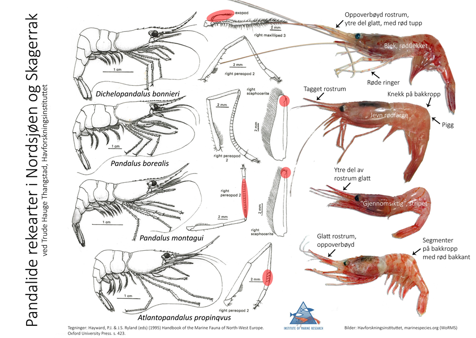 Figuren viser både svart-hvitt tegninger og fargefoto av de fire rekeartene i familien Pandalidae. Under tegningene står artsnavnene. Piler på bildene peker på ytre kjennetegn som brukes til å skille de fire artene fra hverandre. Dichelopandalus bonnieri har oppoverbøyd pannetorn med glatt overside, og rosa ringer på gangbeina. Pandalus borealis (dypvannsreke) har knekk med pigg på bakkroppen og tagger både på over- og underside av pannetornen. Pandalus montagui (blomsterreke) har oppoverbøyd pannetorn med glatt overside og tynne rosa striper på kroppen. Atlantopandalus propinqvus har også oppoverbøyd pannetorn med glatt overside og brede rosa og hvite striper på kroppen.