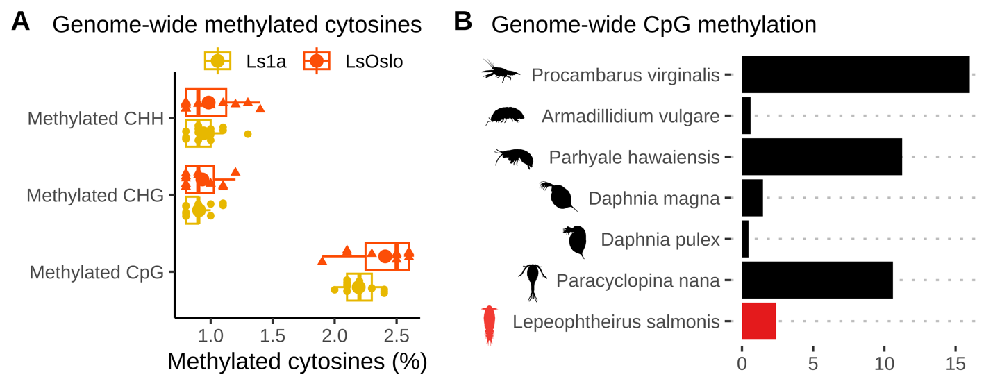 Figure 24 panel A shows that CpG sites are more highly methylated (around 2.3%) than ChG and CHH sites (around 1%). Panel B shows methylation levels in several species and illustrates that salmon lice have a methylation level in the lower range for crustaceans.