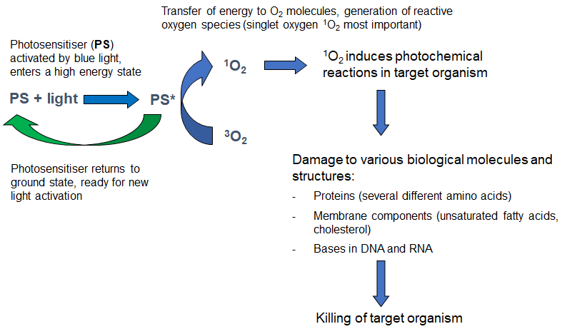 Diagram showing how photosensitisers affect metabolic pathways