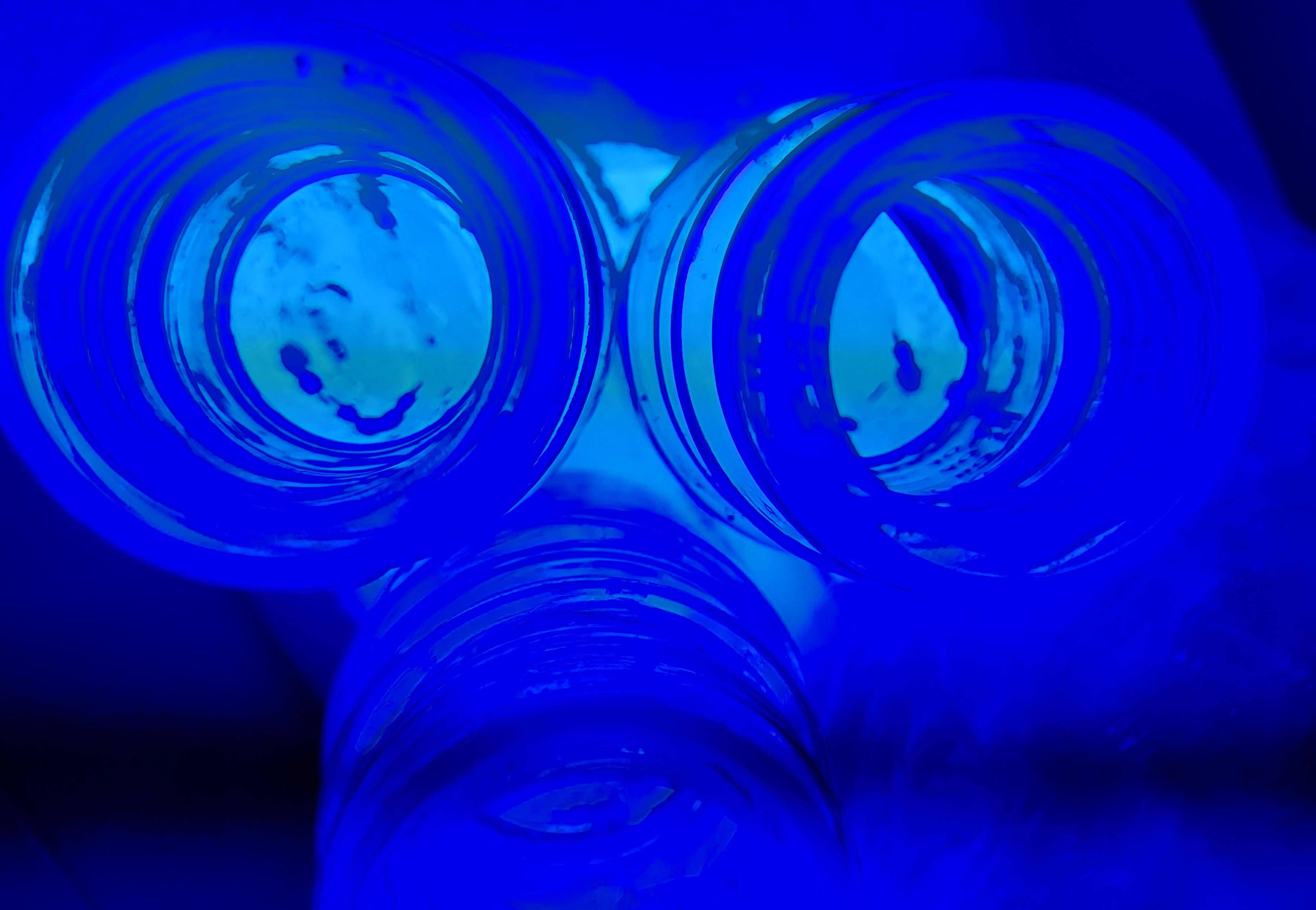 Bildet viser lakselus i glasflasker belyst med blåt lys