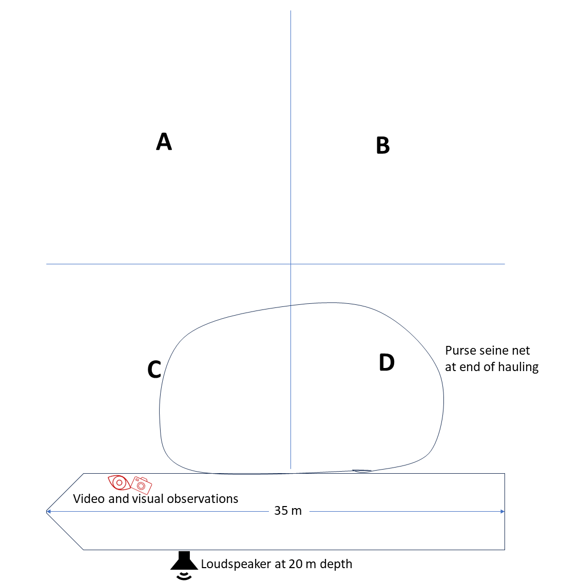 Figur 4 . Observasjonssektorene (A-D var ca. 20 m2. Lydkilden ble senket ned til 20 m dyp fra babord side. Visuelle og kamera observasjonene ble gjort fra baugen på styrbord side når fangsten ble pumpet om bord.