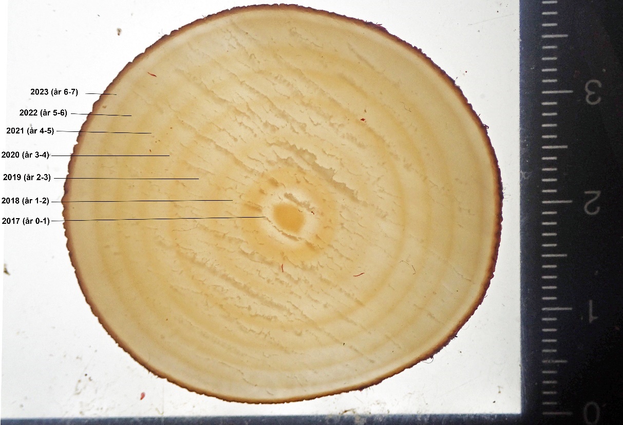 Figur 6. Aldersbestemmelsene gjøres ved telling av vekstsoner (lyse ringer) i tarestilkenes tverrsnitt og årlig tykkelsestilvekst beregnes utifra størrelsen (arealet) av hver enkelt vekstsone.