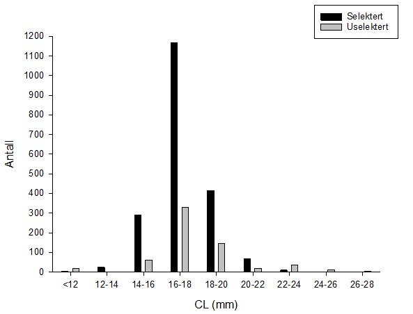Størrelsesfordeling basert på carapaxlengde (mm) for selekterte (svart) og uselekterte (grå) reker.