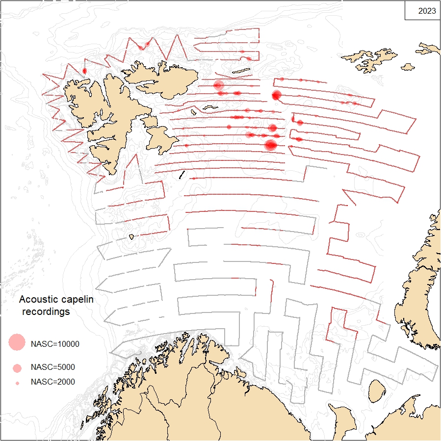 Figure 3. Survey coverage and geographical distribution of acoustic recordings of capelin in autumn 2023. The size of the circles corresponds to nautical acoustic scattering coefficient (NASC; m2/nmi2) per 1 nautical mile. Gray dots mark transects or transect sections without capelin recordings.