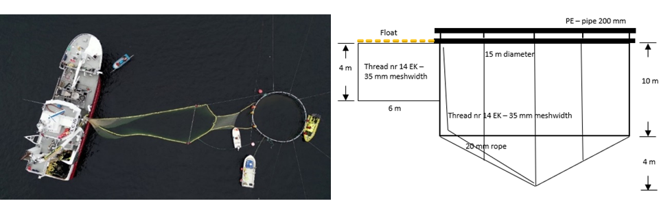 Picture of fish transfer to stationary cage and sketch of stationary cage.