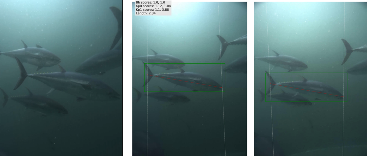 Pictures and fish measurement from stereo camera system.