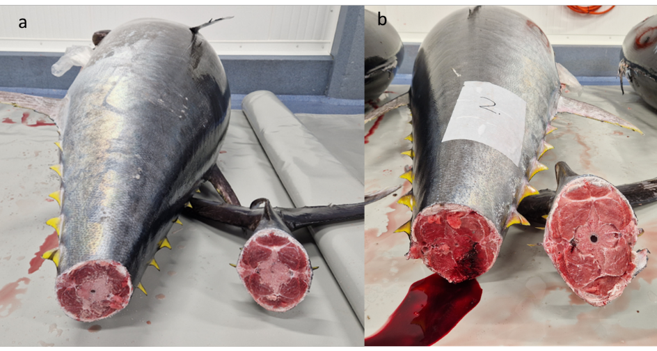 Tail muscle of two bluefin tuna.