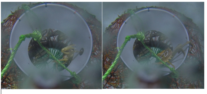 Bildet viser en krabbe i karforsøk som rømmer ut av teinen