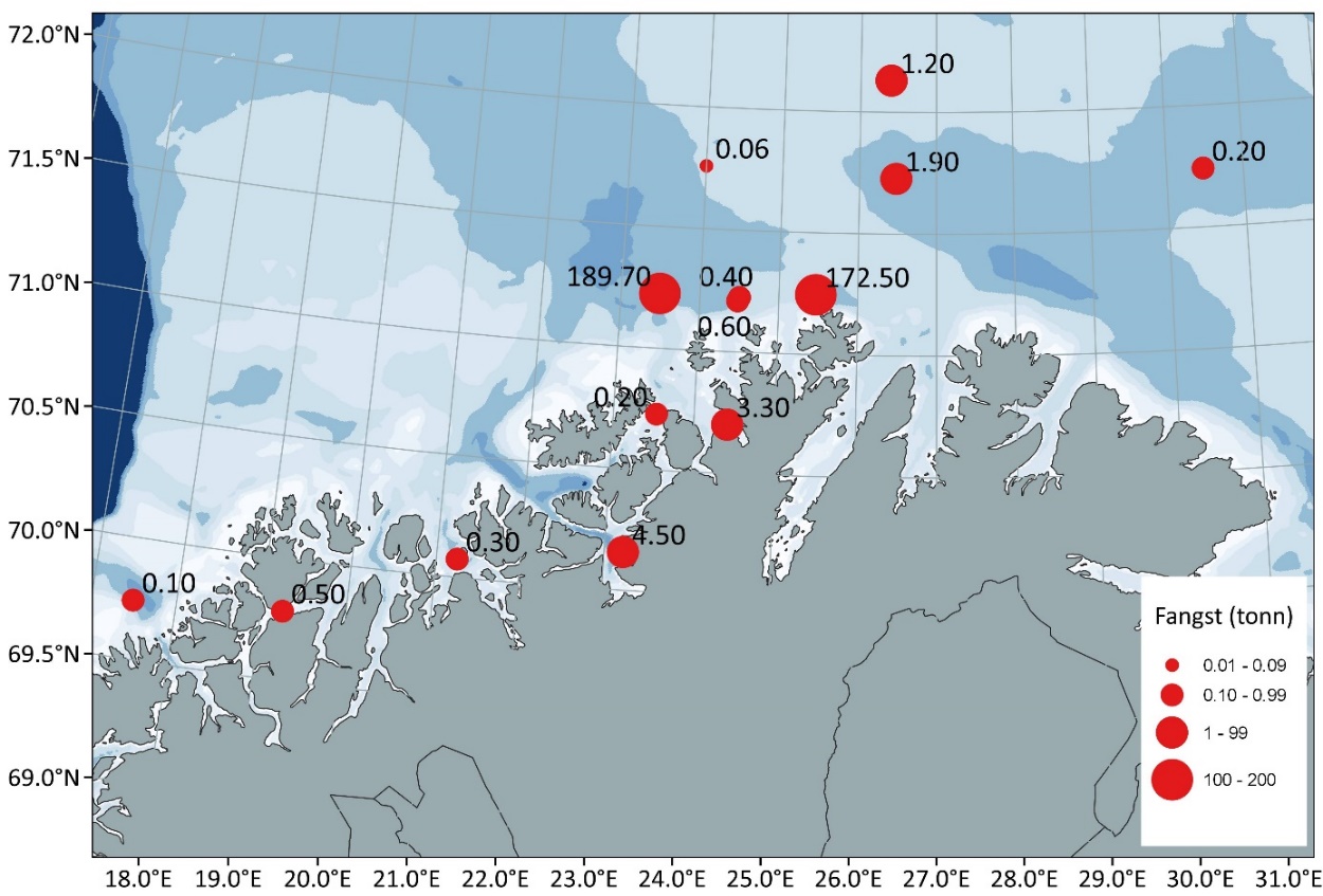 Rommelig fordeling av landinger i det frie fisket (vest for 26 °Ø og nord for 71°30 N) sentrert på statistikkområder per oktober 2023. 